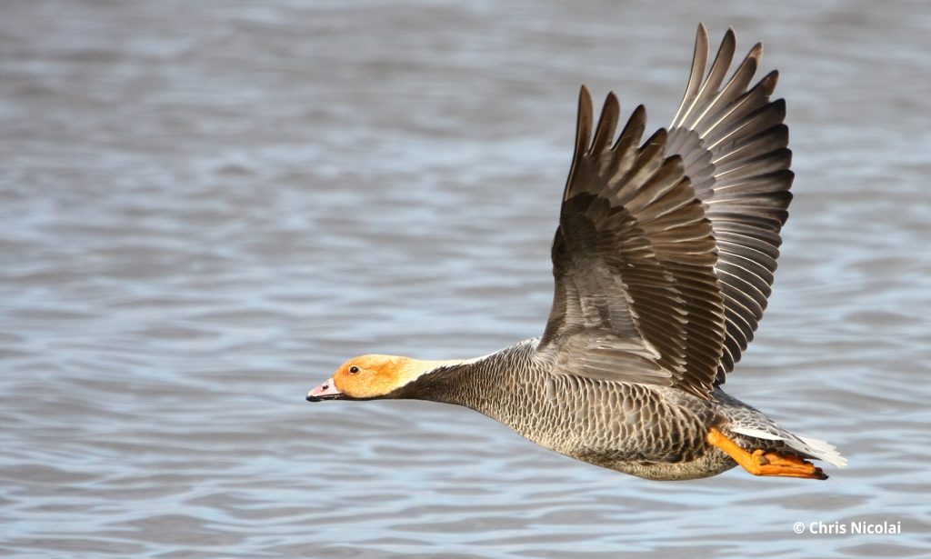 Emperor Goose flying Chris Nicolai - Arctic Goose Joint Venture