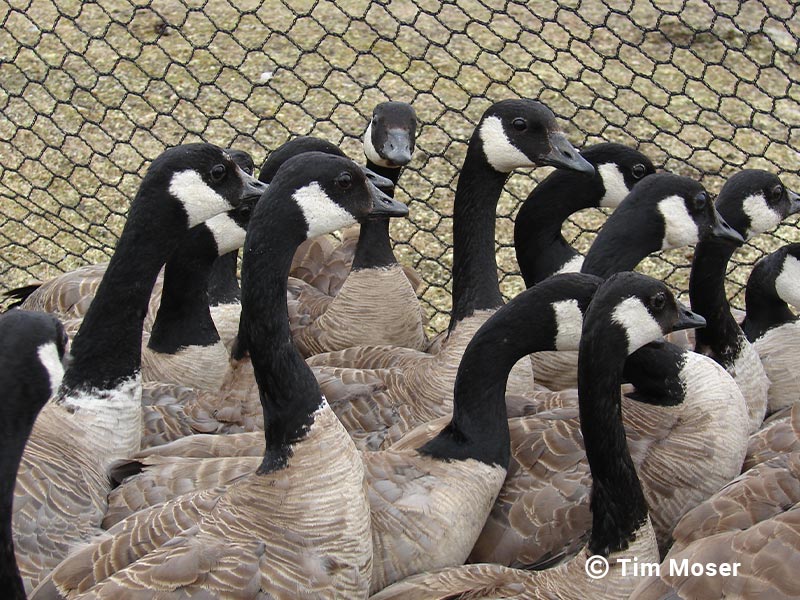 Banding - Arctic Goose Joint Venture